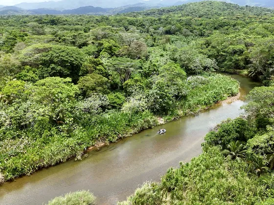 Jungle Walks