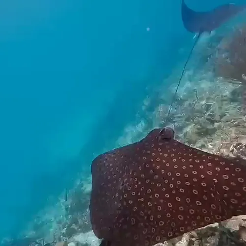 Swimming & Snorkeling 1