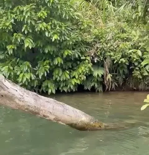 Jungle Expedition 7
