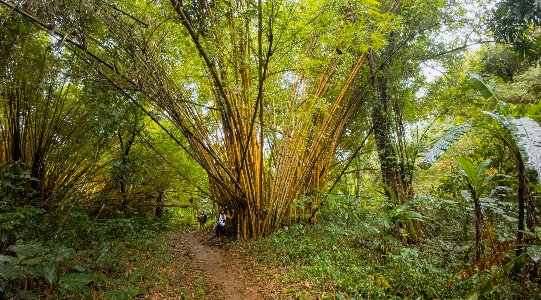 Jungle Trekking in San Blas, Panama