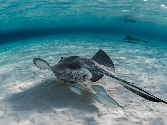 Swimming & Snorkeling