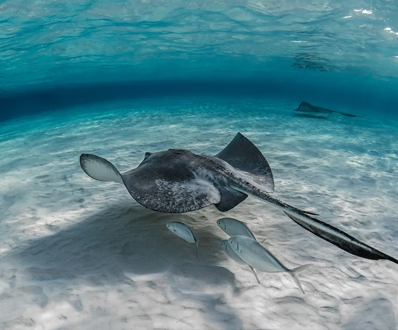 Swimming & Snorkeling — Ikigai Sailing