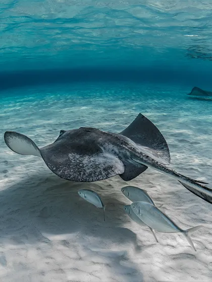 Snorkelling